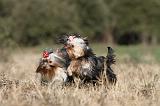 YORKSHIRE TERRIER 229